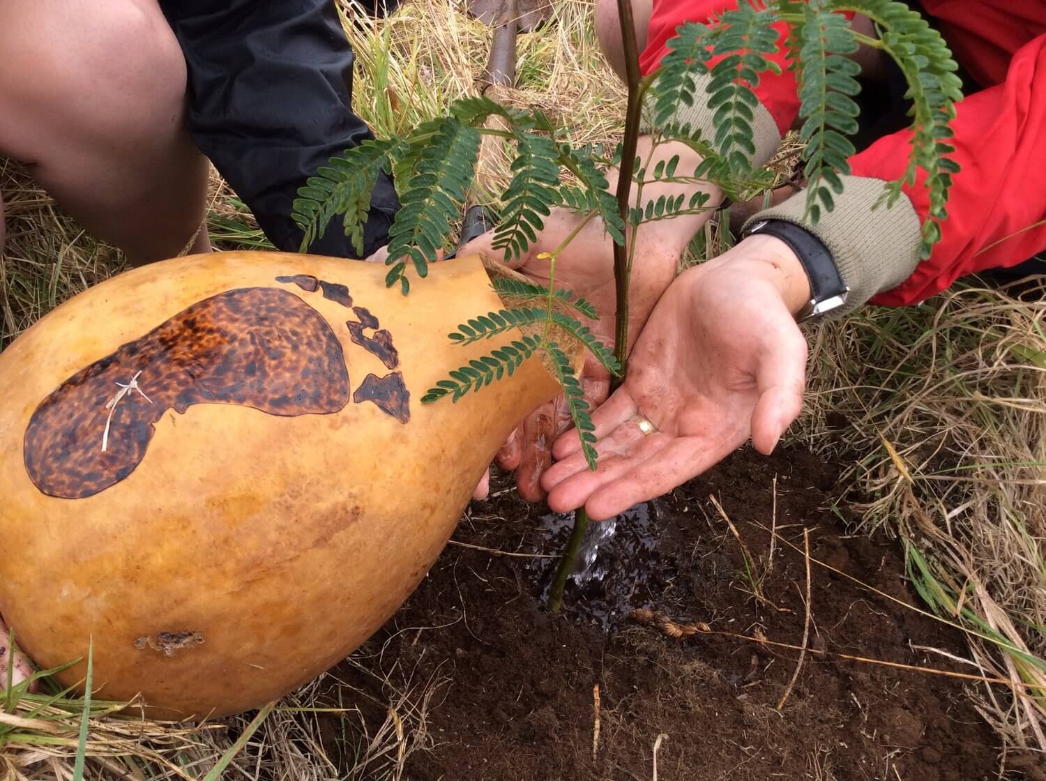 Watering a tree with Legacy Trees