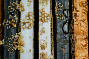 Close-up of honeycomb and wax on alternating black, white, and brown bee frames, with visible honey and a few white bee larvae in the cells.