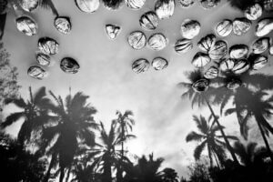 Black and white photo of coconuts floating on water, with the reflection of tall palm trees and cloudy sky visible on the water’s surface below them.