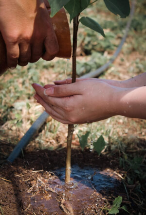 Plant a Native Tree