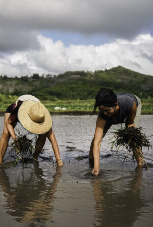 Volunteer with Kāko‘o ‘Ōiwi