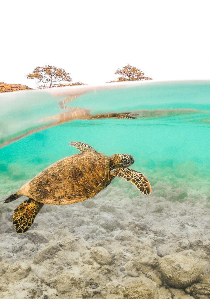 Sea Turtle